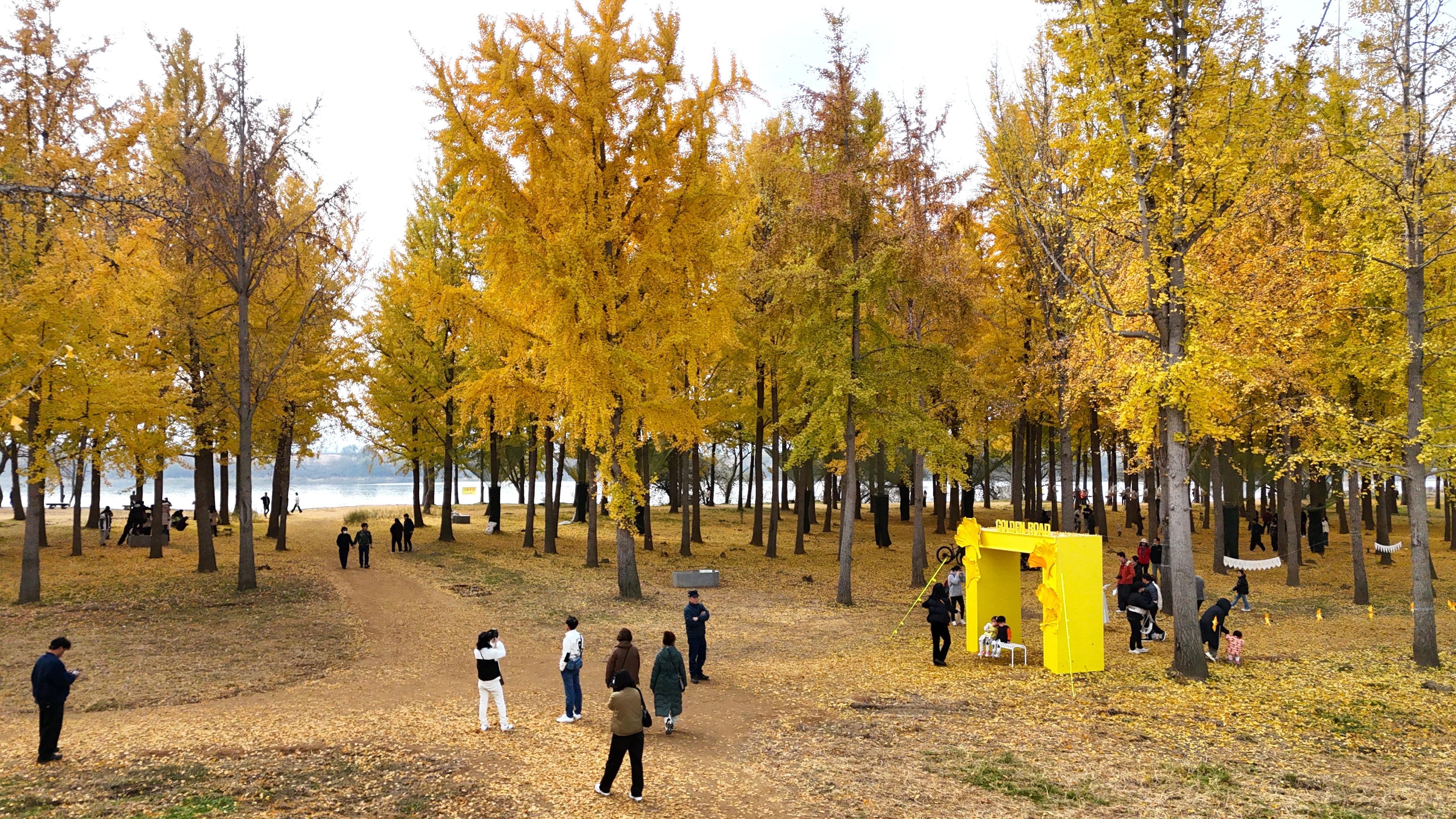 고령 다산 은행나무숲 가을나들이 행사 성료