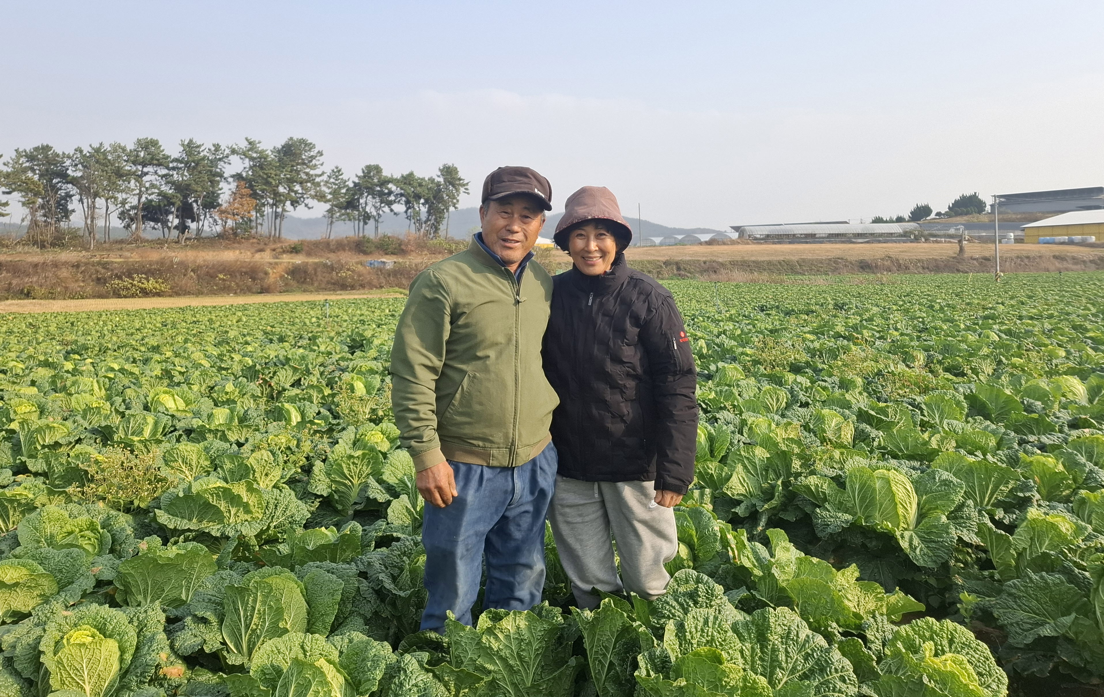 전남도, 12월 친환경농산물로 '무안 배추' 선정