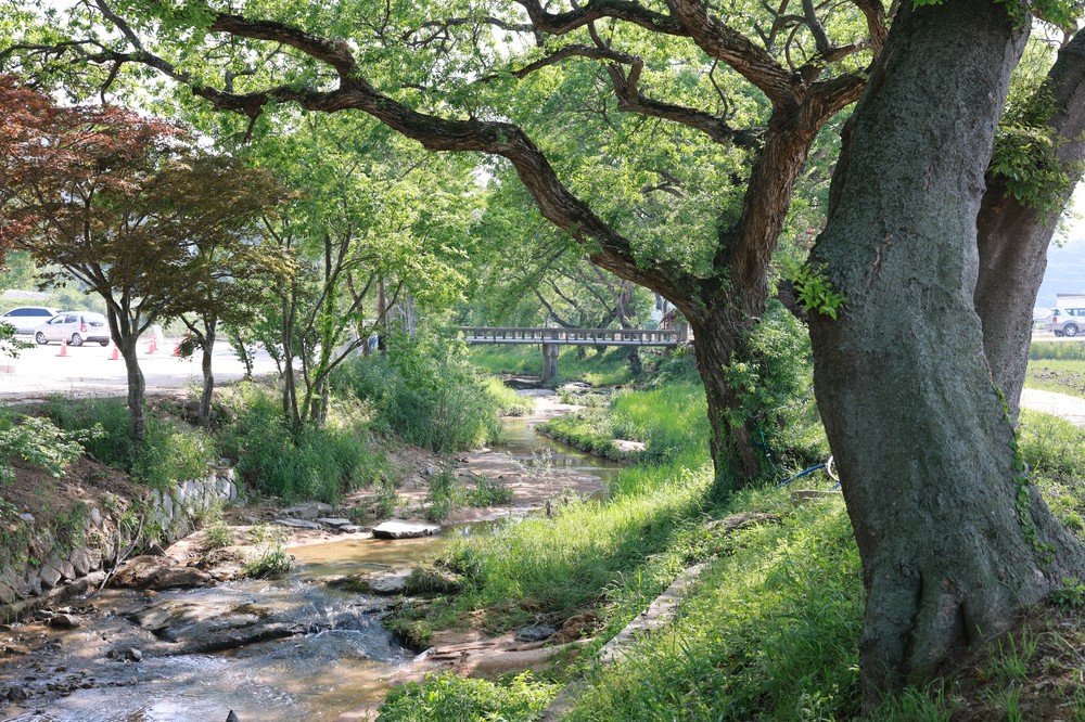 고창 하고리 삼태마을숲, 천연기념물 지정