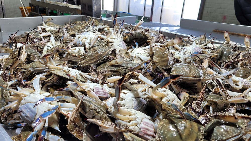 진도군, 해양수산부 공모사업 선정… 꽃게 자원 살리기 본격화