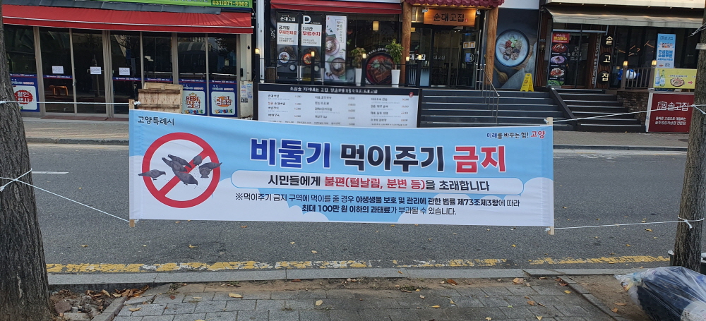 고양시, 내년부터 비둘기 등 유해야생동물 먹이주기 금지…“도심 피해 줄인다”