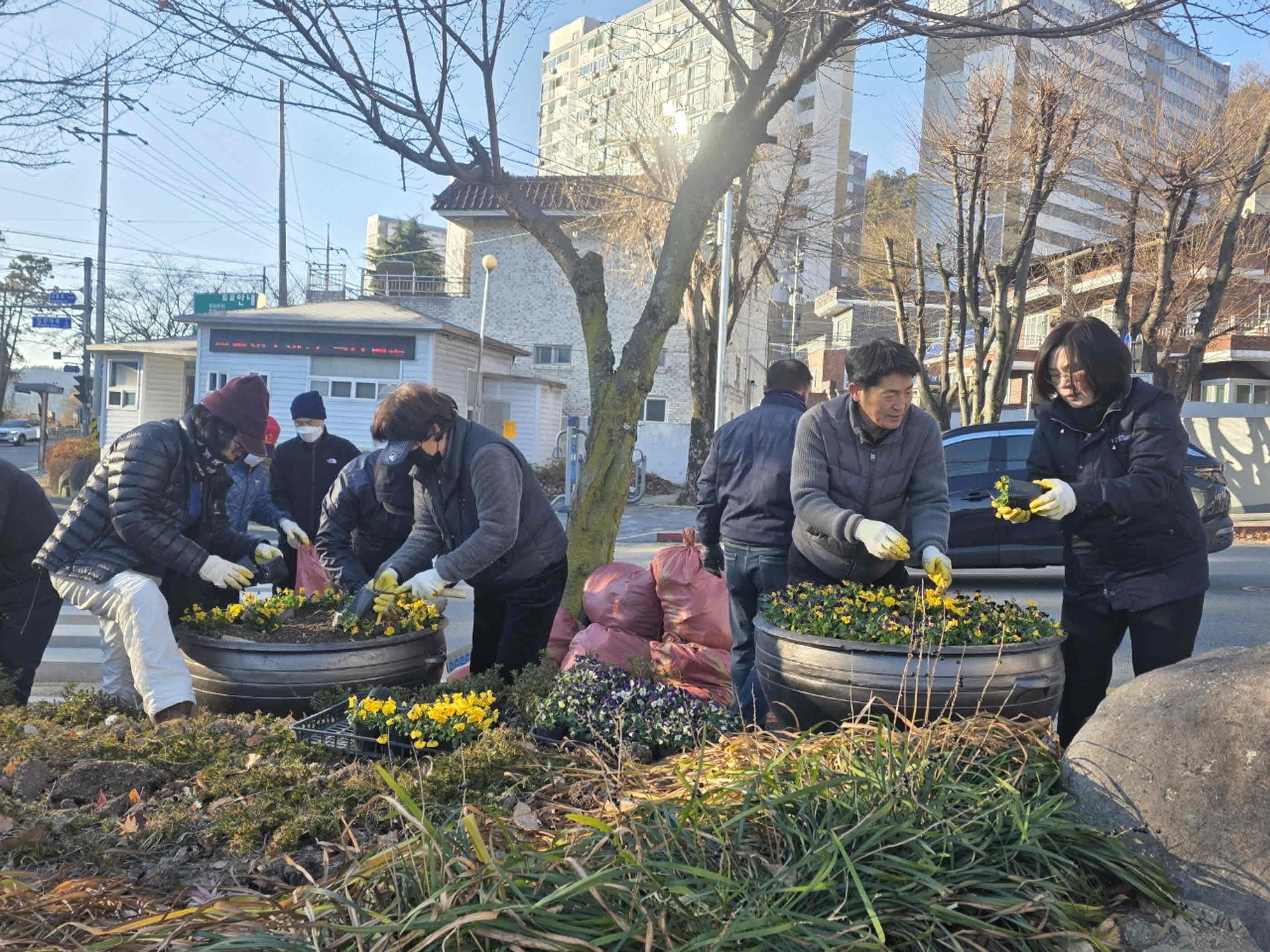 교동, 주요 도로변에 겨울꽃 팬지 4,500본 식재