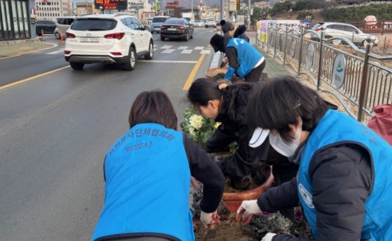 삼문동, 겨울맞이 꽃양배추 2,000본 식재