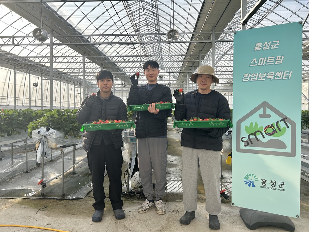 홍성군, 청년농 딸기 첫 출하!