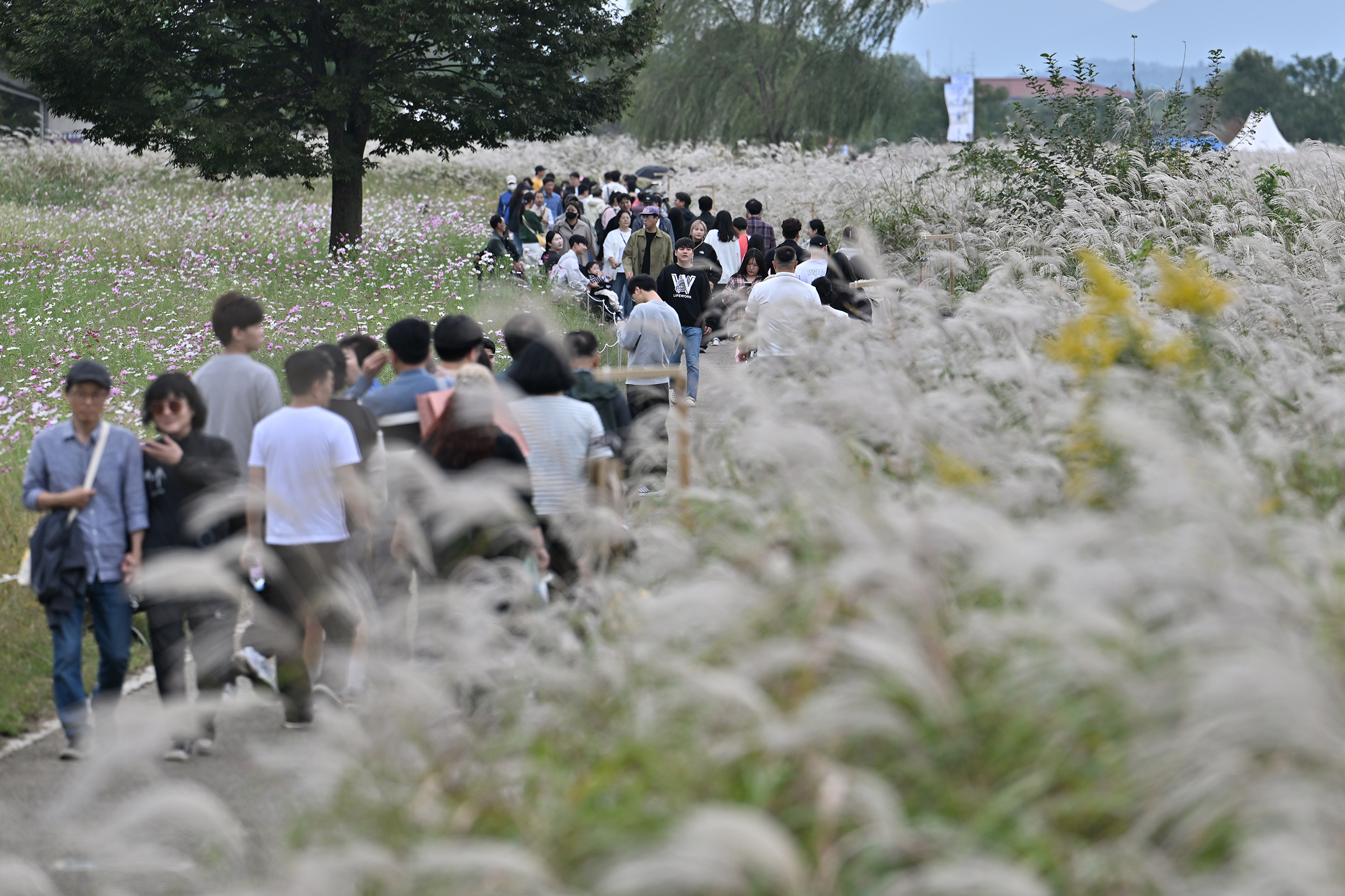 광주서창억새축제, 10만명 발길…18억원 경제효과