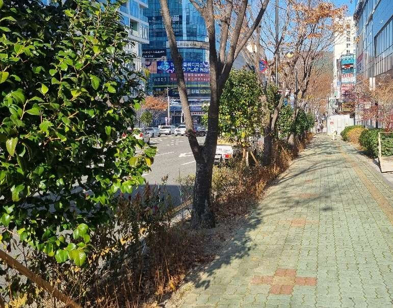 기장군, ‘정관신도시 도시바람길숲’ 조성 완료