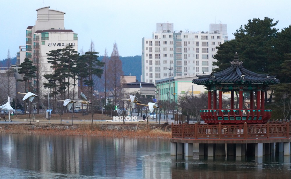 겨울 철새 고니, 대한민국의 숨 울진에서 힘찬 날개짓