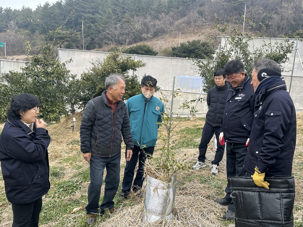 고흥군, 유자 동해 예방 물 주기·토양 피복 기술지도에 총력