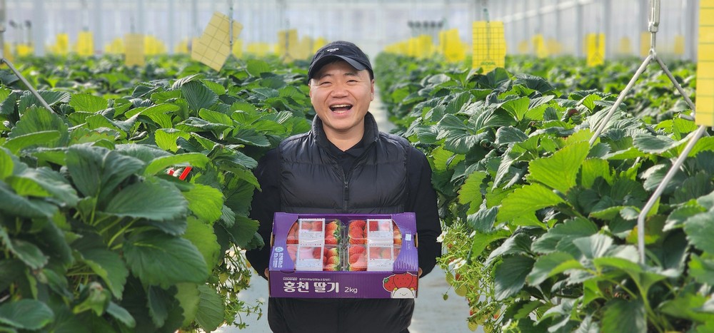 홍천군 임대형 스마트팜, 청년농업인 고당도 딸기 본격 출하