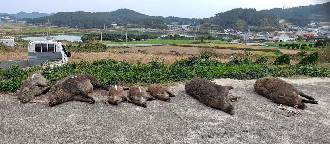 진도군, 야생멧돼지 등 퇴치를 위한 ‘유해야생동물 피해방지단’ 운영