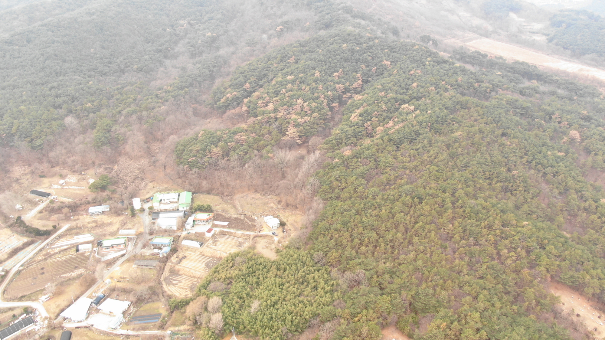 예산군, 건강한 산림 보전 위한 소나무재선충병 방제 추진
