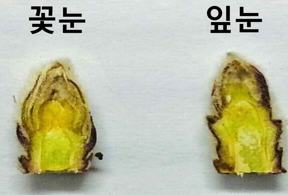 올해 사과농사 준비는 꽃눈 충실 여부 확인이 먼저!