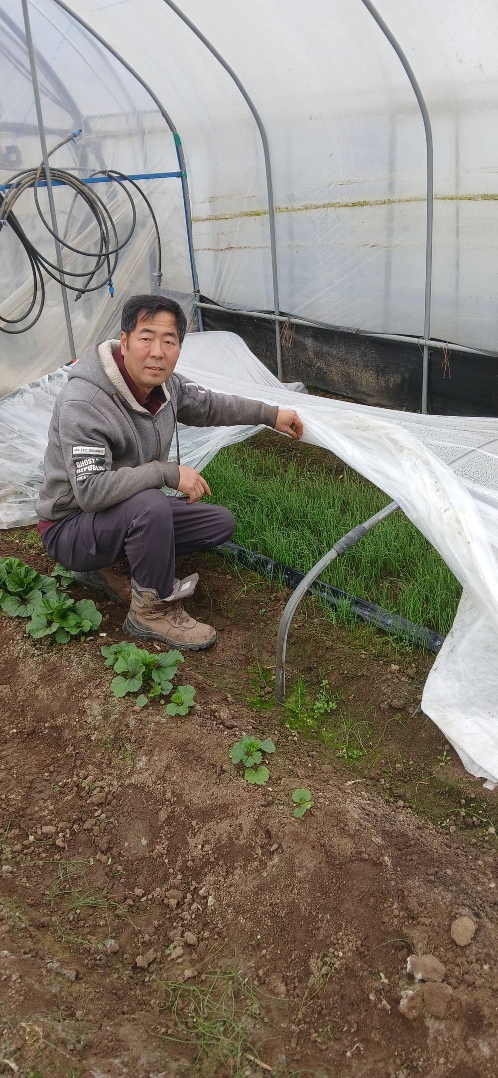 전남도, 1월 친환경농산물에 함평 냉이