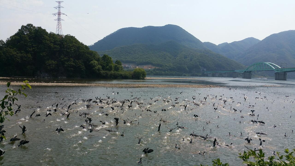 가평군, 5~6월 산란기 민물가마우지 집중 포획