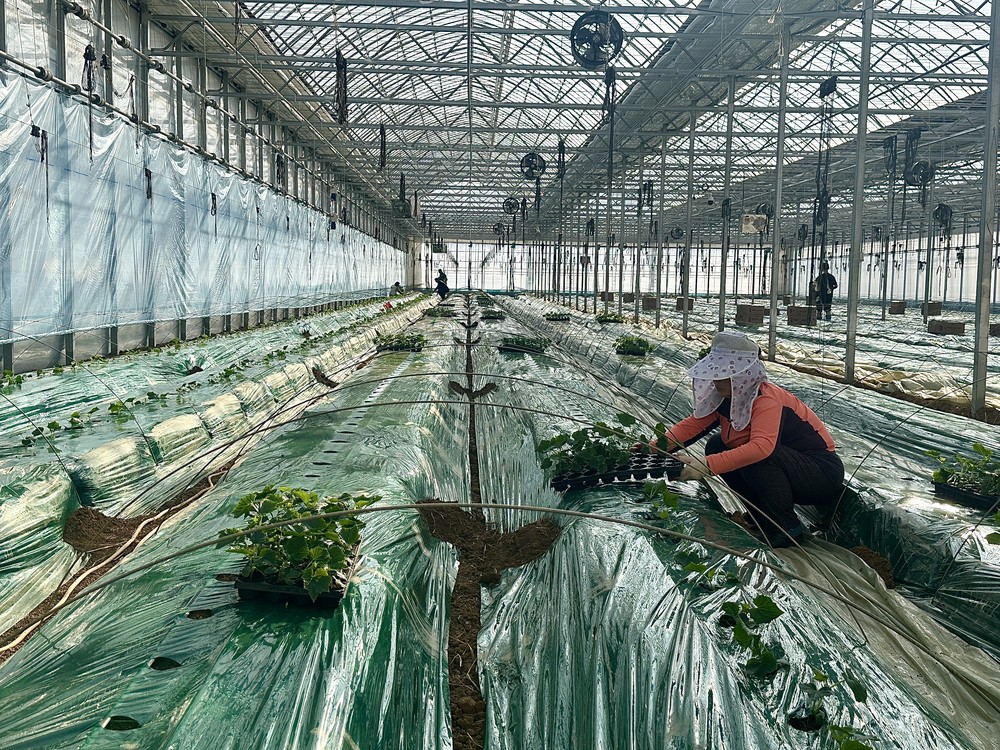 강화군, 한겨울 한파 속 강화섬오이 새해 첫 정식 시작