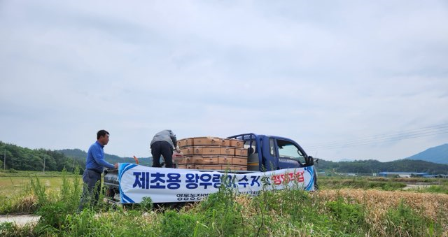 강진군, 왕우렁이 피해 예방 약제 지원 군비 1억 추가 편성