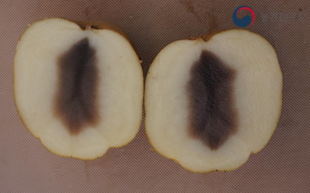 안동시, 씨감자 흑색심부병 관리 당부