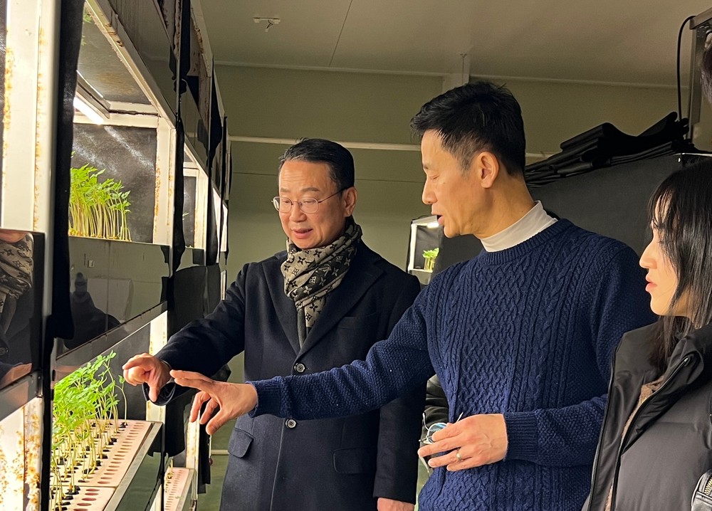 영광군에서 키운 ‘새싹인삼’ 일본 수출 본격적으로 추진