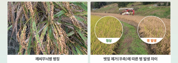 벼 깨씨무늬병, 선제적 토양 관리로 방제해요