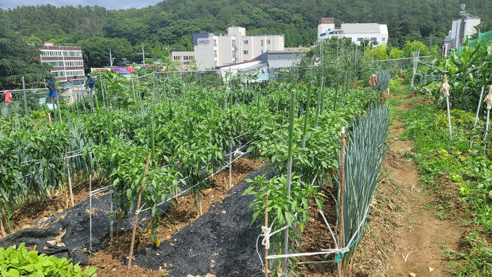2026년도 대구 남구 공영텃밭 분양 신청 접수