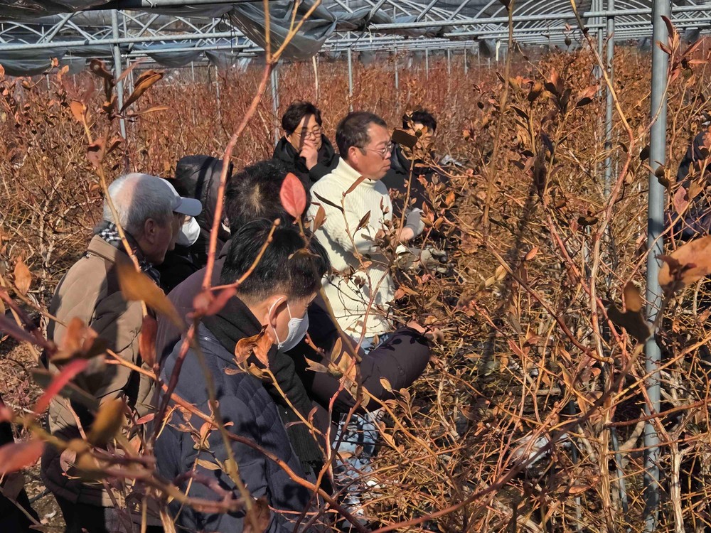 영광군, 블루베리 전지·전정 현장교육 실시