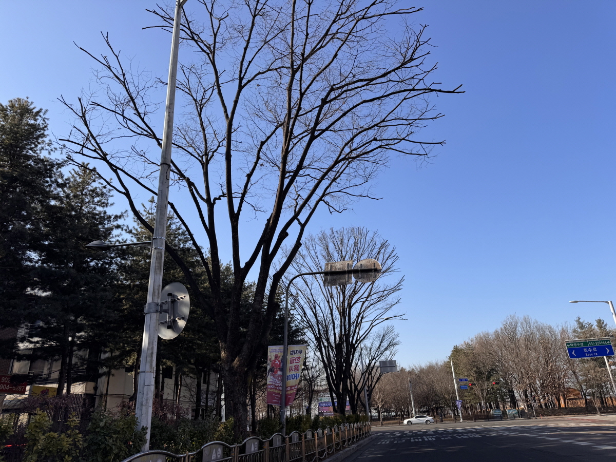 고양시 일산동구, 2026년 가로수 전정 사업 실시…보행 안전, 수목 생육 개선