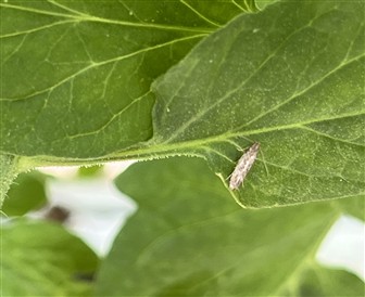 옥천군, 토마토뿔나방 선제적 예찰·방제로 피해 최소화 나서