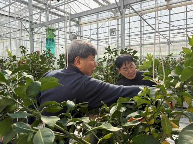 합천군, 만감류 재배 기술 이론 및 실습 교육 실시