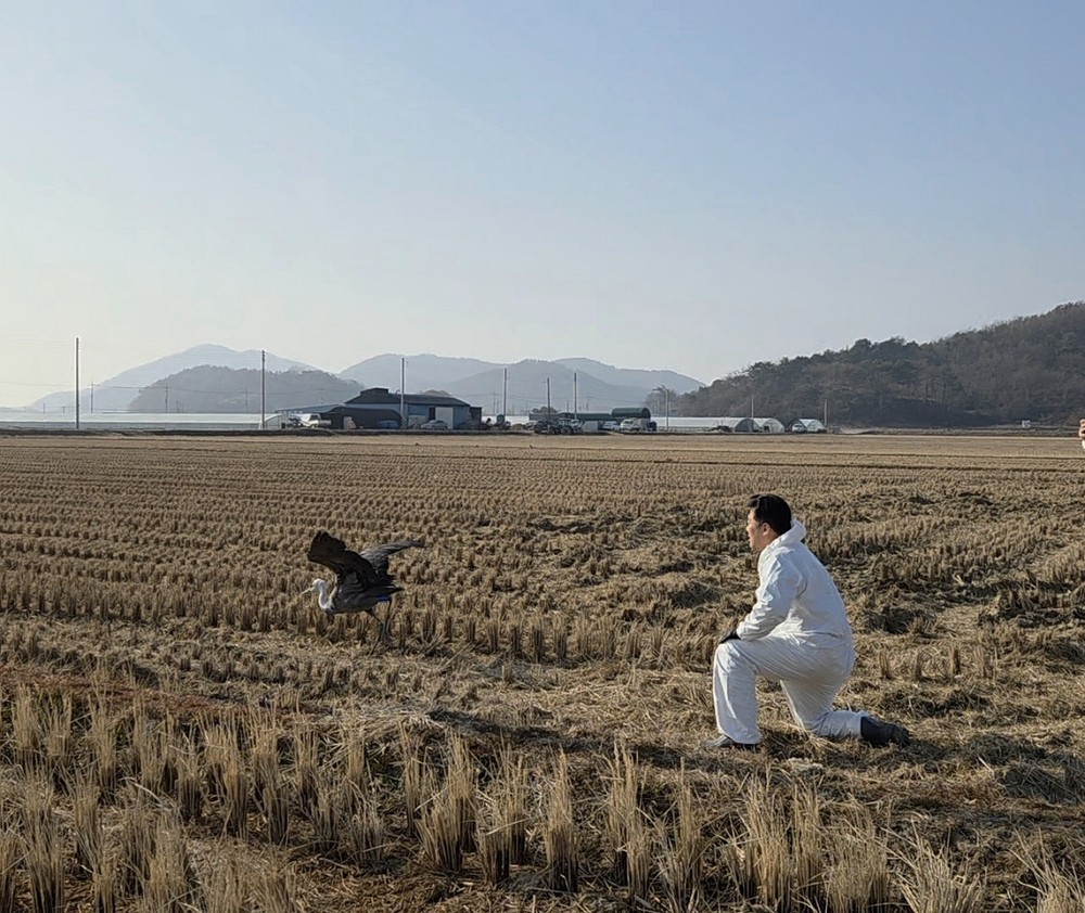 순천시, 순천만 흑두루미 9마리 위치추적기 부착 성공