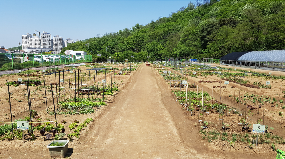 서초구, 도심 속 힐링‘친환경 도시텃밭’에서 시작하세요