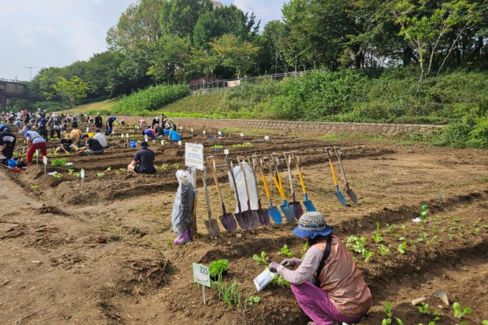 도심 속 텃밭에서 힐링을 금천구, ‘도시농업체험장’ 텃밭 분양