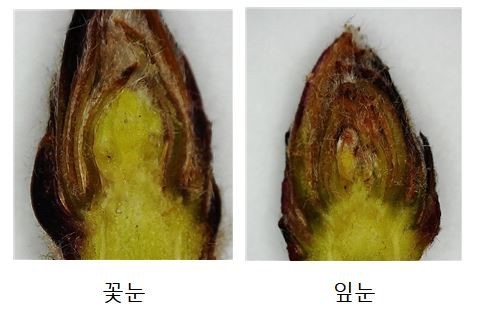 괴산군, 사과 꽃눈 분화율 품종별 차이가 커 가지치기 조절 당부