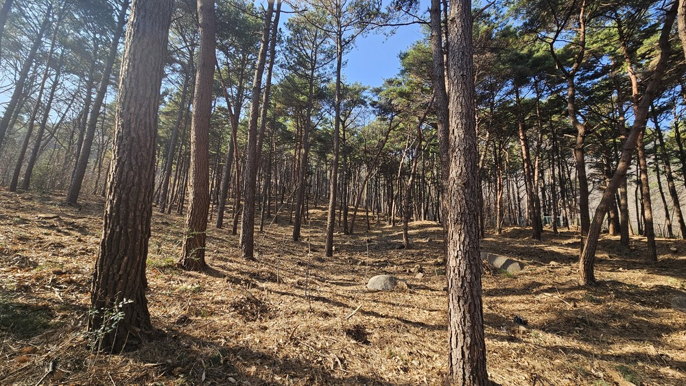 양산시, 산림자원 육성 위한 조림·숲가꾸기 적극 추진