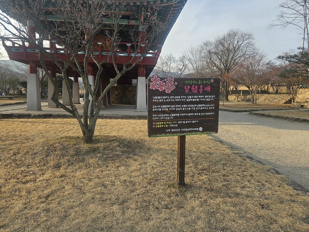 이른 봄 낙안읍성으로 초대, 붉은 꽃길이 열립니다