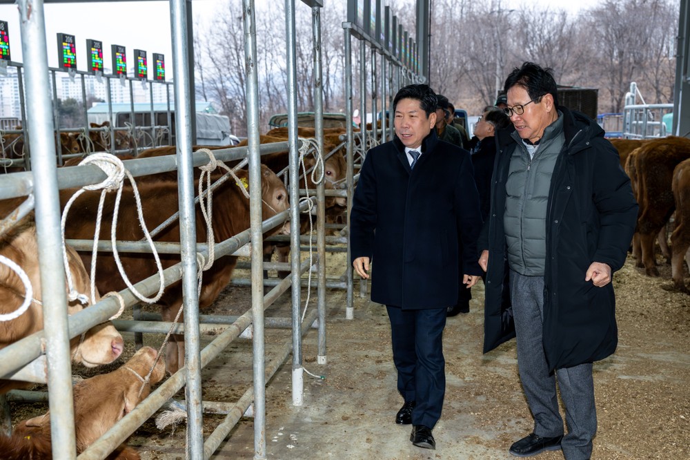 제천가축시장, 설 앞두고 한우 경매 활발