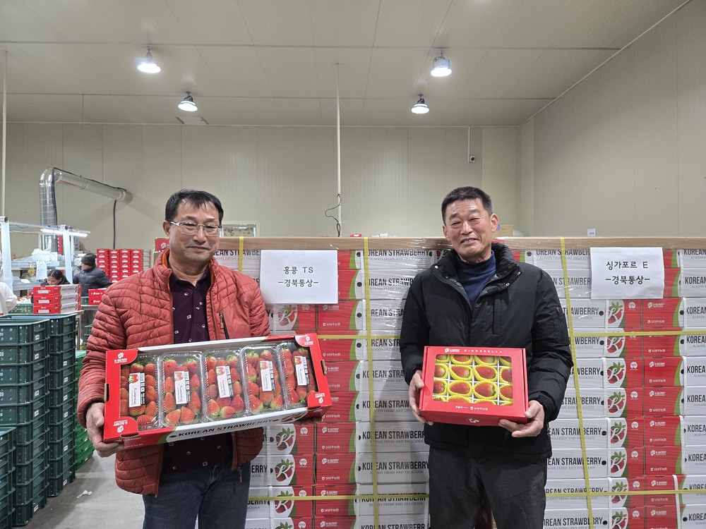 설 명절에도 상주 딸기 활발히 수출