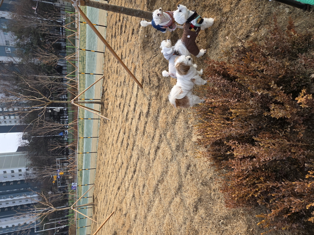동두천시, 생연 문화공원 반려견 놀이터 정식 운영