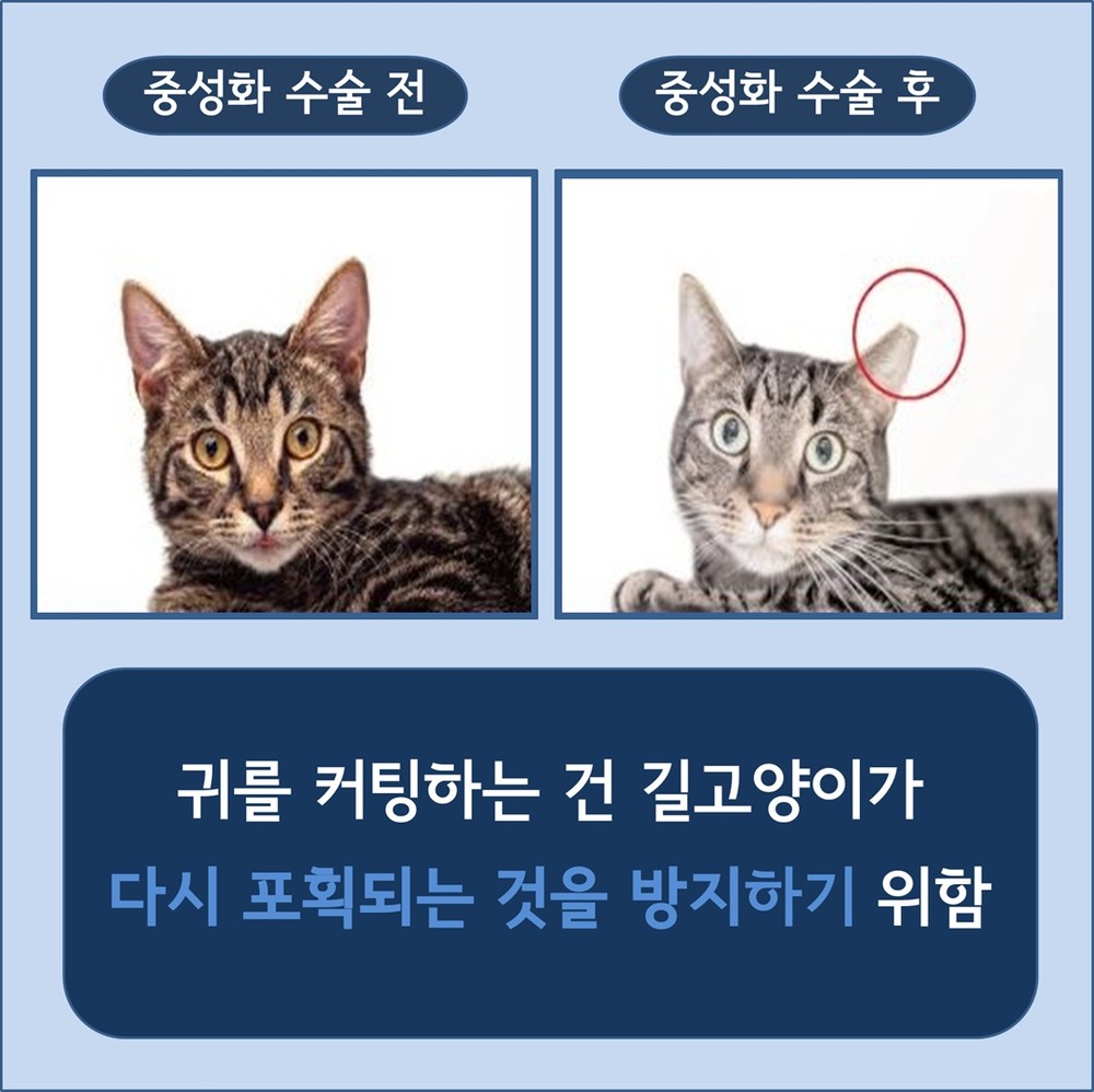 은평구, 2026년 길고양이 중성화(TNR) 사업 실시