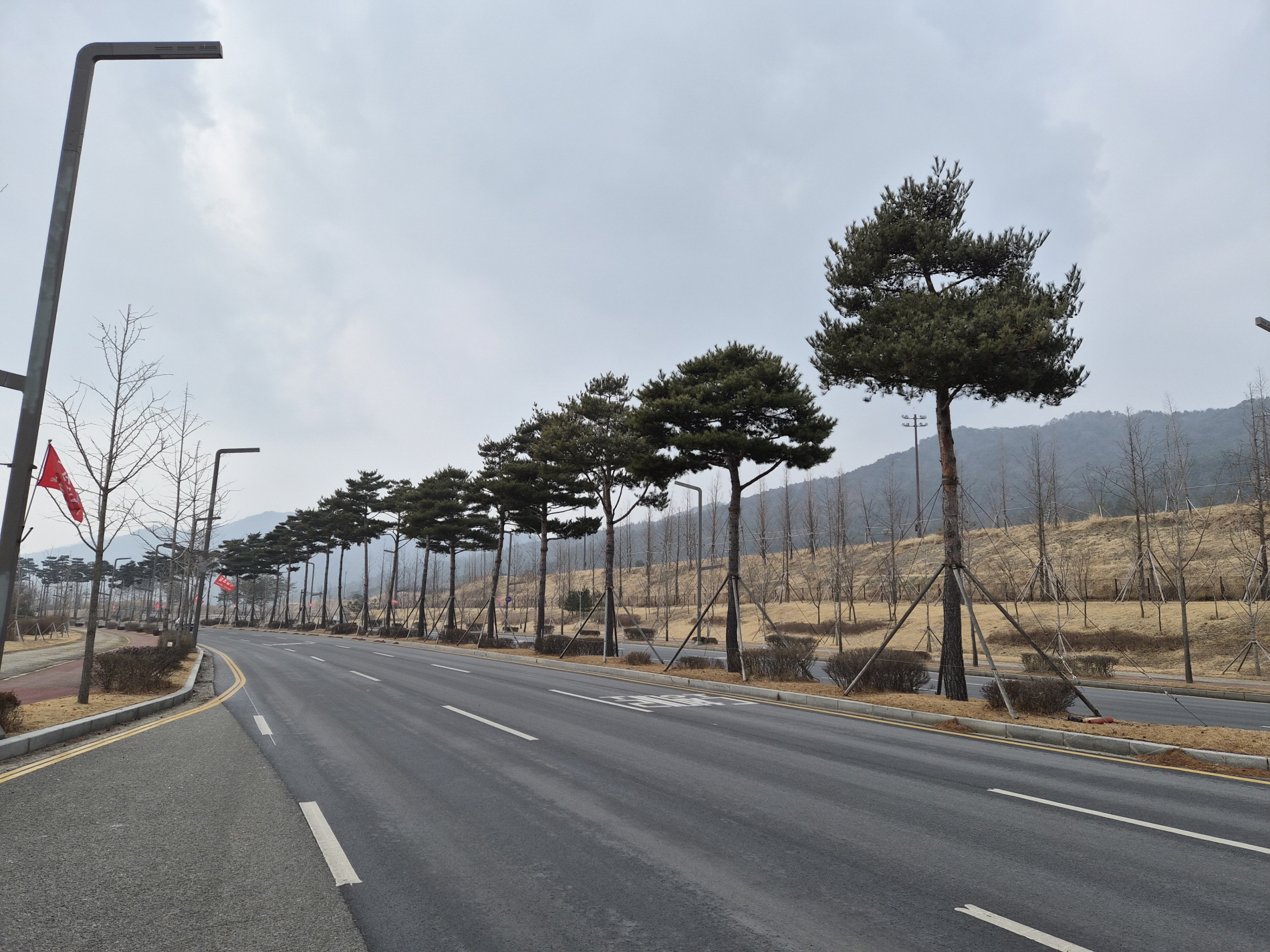 내포신도시 관문 ‘도청대로’, 장송 전정으로 더 안전하고 쾌적해진다