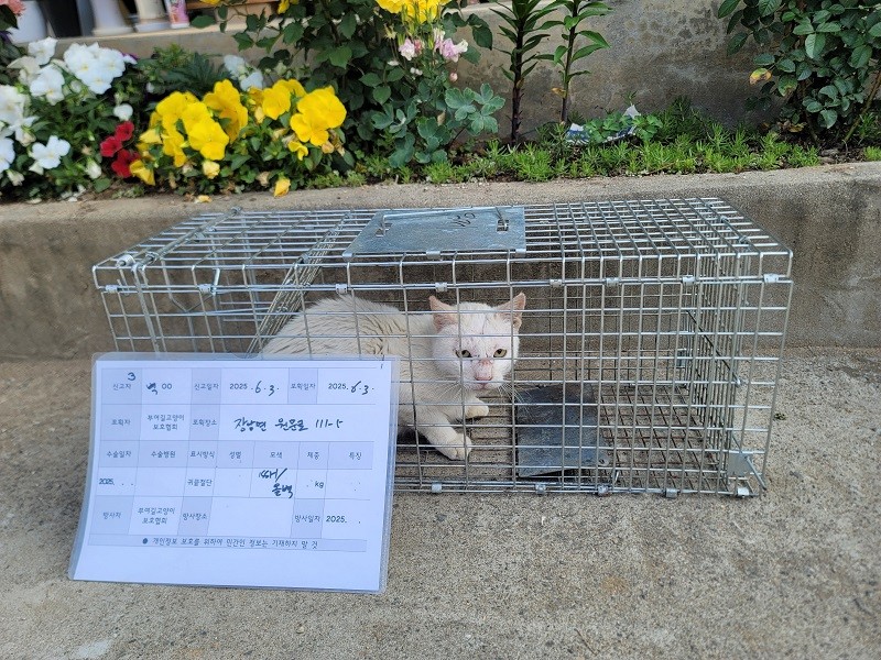 부여군, 상반기 실외 사육견·길고양이 중성화 수술 지원 추진