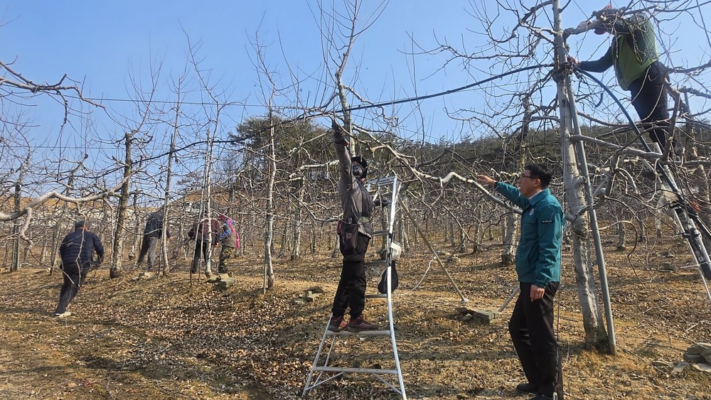 산내면, 사과 가지치기 현장 찾아 농가 의견 청취