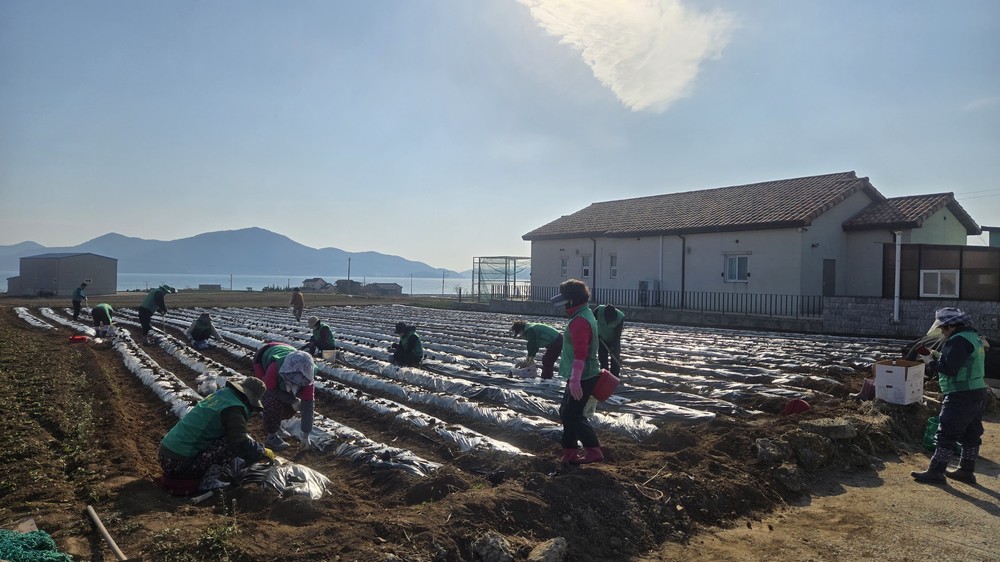남해읍 새마을남녀지도자, 사랑의 감자심기