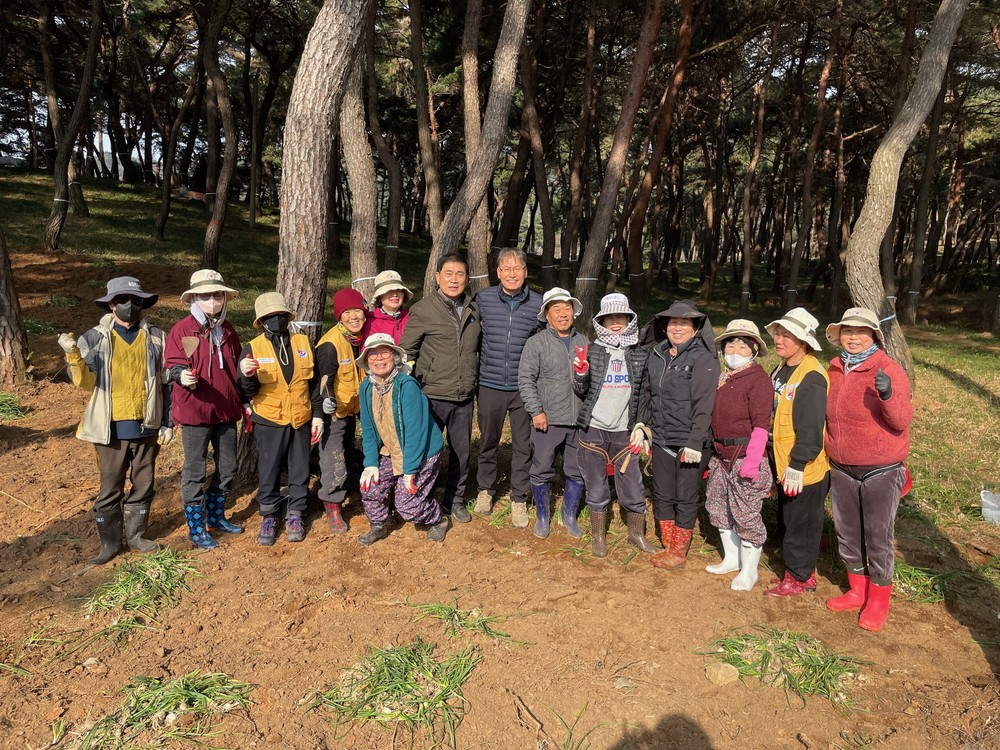 부안 하서면, 석불산 힐링숲 가꾸기 꽃무릇 3만 5000구 식재