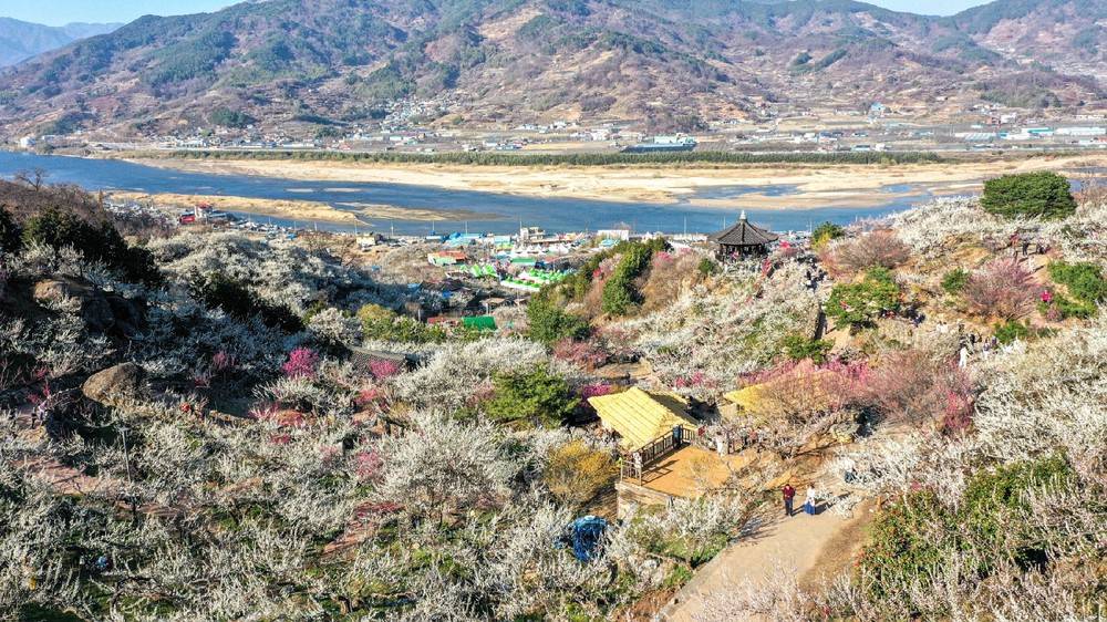 제25회 광양매화축제, ‘한국관광 100선’ 광양매화마을 탐방 이벤트 운영