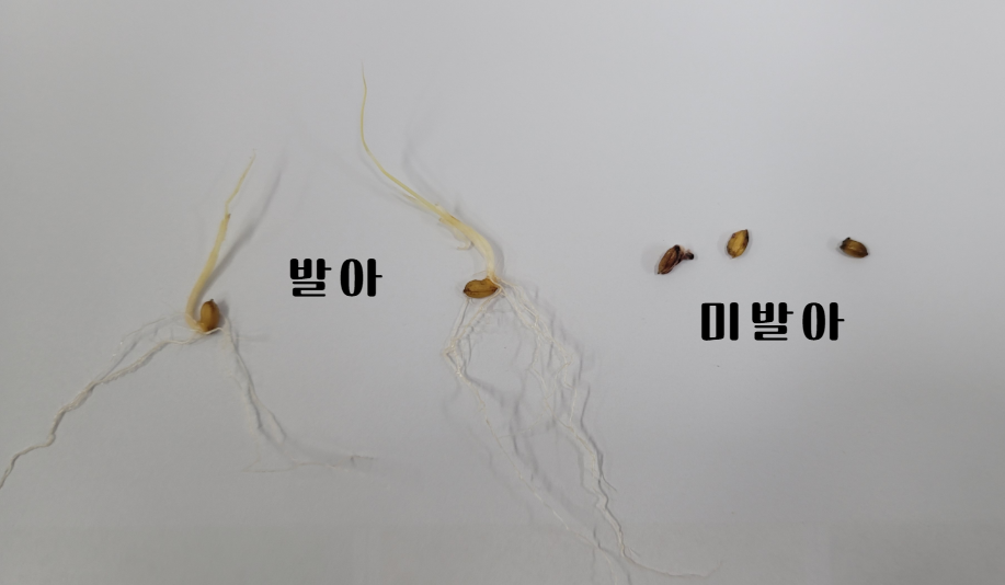 벼 종자 발아율 저하, 철저한 종자 선별 필요