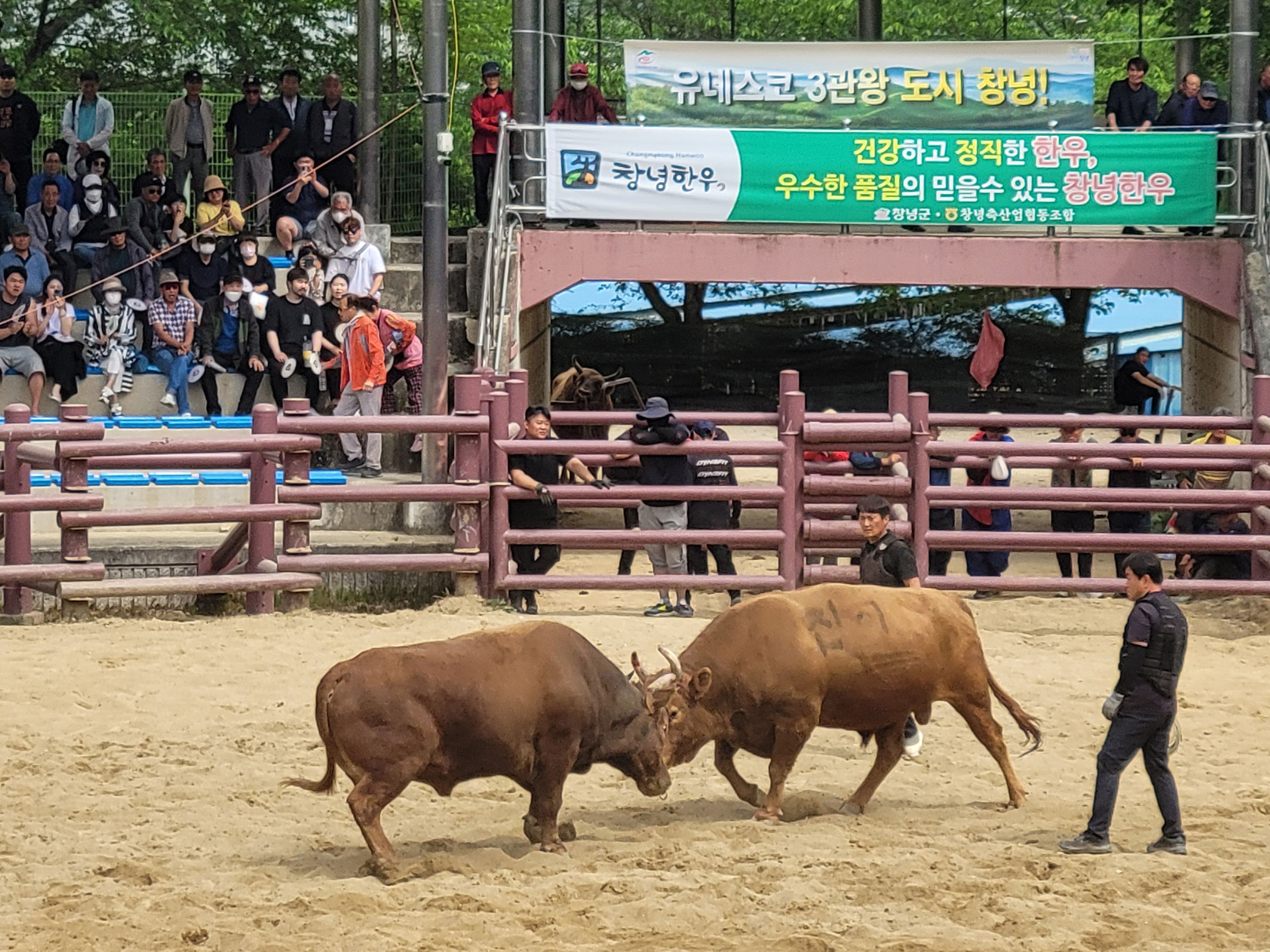 창녕 전국 민속소힘겨루기대회 3월 25일~29일 열려