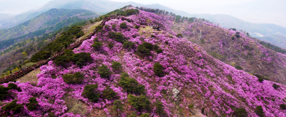 강화군, 고려산 진달래 꽃구경 행사 앞두고 상춘객 맞이 준비 박차