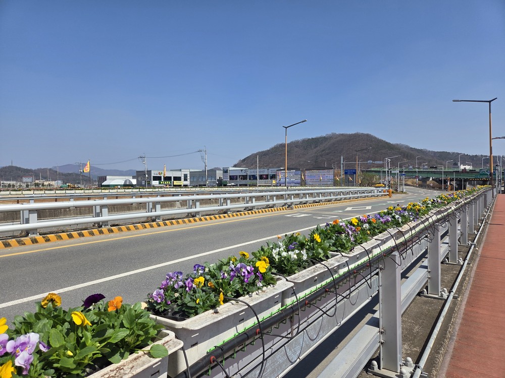 성주읍, 봄맞이 성산교 비올라 꽃다리 조성