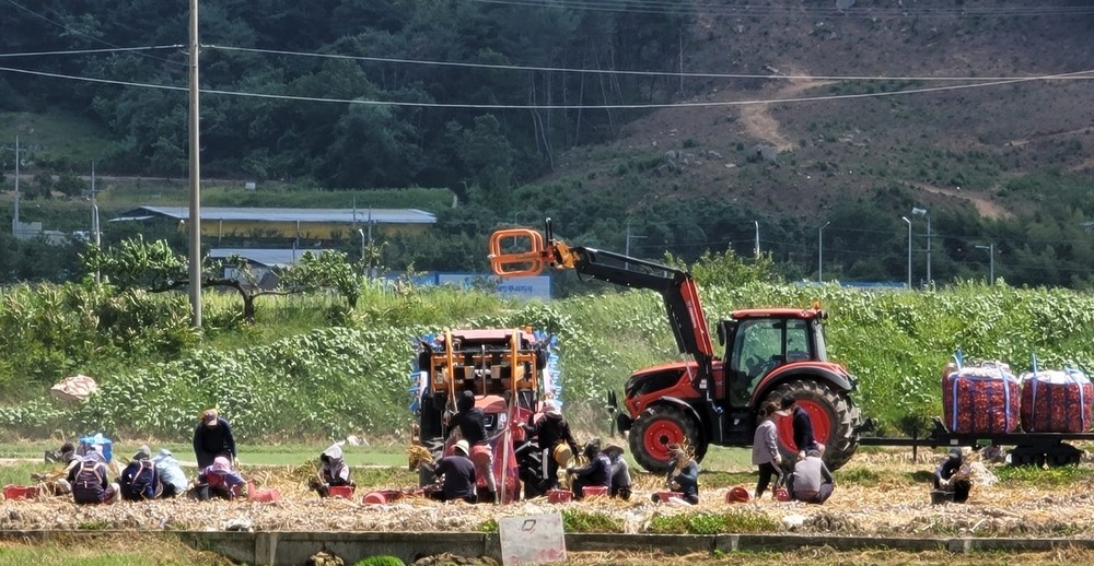 구미시, 양파 주산지 공식 지정…생산·유통·가격안정 체계 구축 전환점