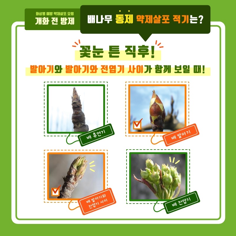 화성특례시, 과수 화상병 확산 막는다 개화 전 약제 살포 강조
